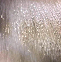 Glitter on a Snow Coat